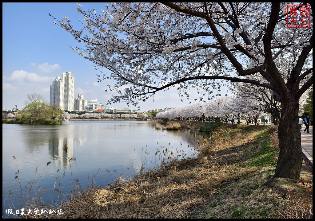 水原古華城賞櫻樂天湖水櫻花祭一日遊|華城行宮×燒烤午餐×水原櫻花名所×石村湖夜櫻 @假日農夫愛趴趴照