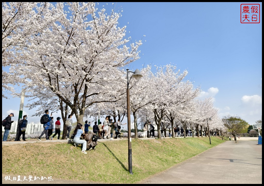 水原古華城賞櫻樂天湖水櫻花祭一日遊|華城行宮×燒烤午餐×水原櫻花名所×石村湖夜櫻 @假日農夫愛趴趴照