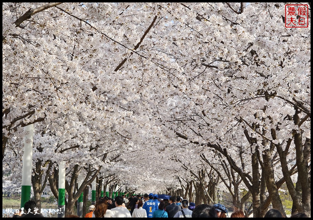 水原古華城賞櫻樂天湖水櫻花祭一日遊|華城行宮×燒烤午餐×水原櫻花名所×石村湖夜櫻 @假日農夫愛趴趴照