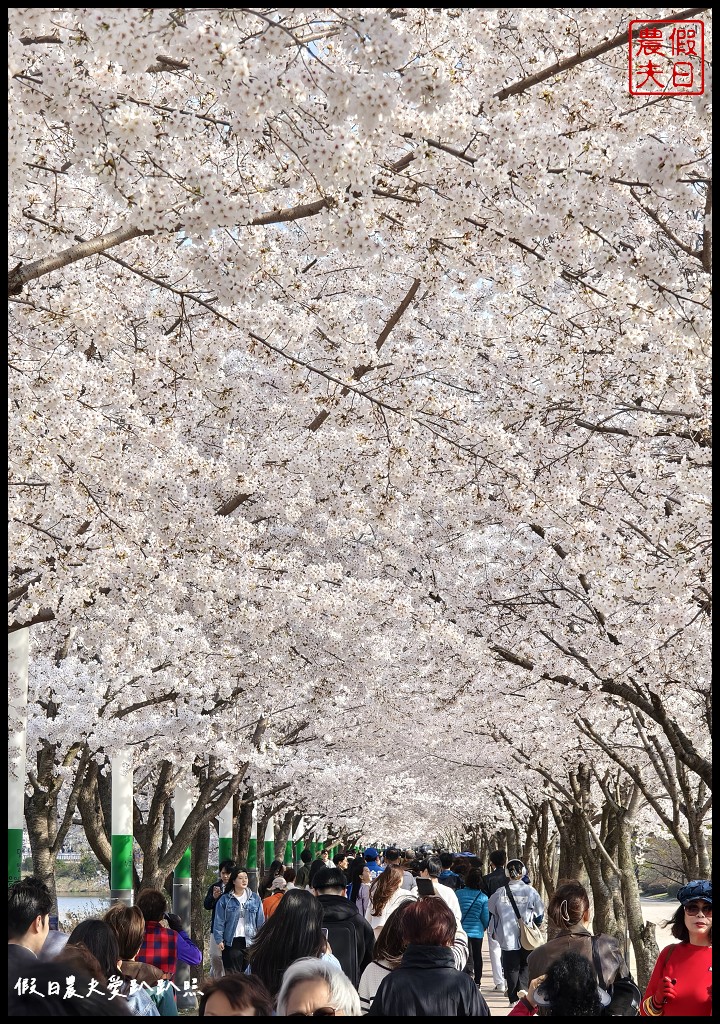 水原古華城賞櫻樂天湖水櫻花祭一日遊|華城行宮×燒烤午餐×水原櫻花名所×石村湖夜櫻 @假日農夫愛趴趴照