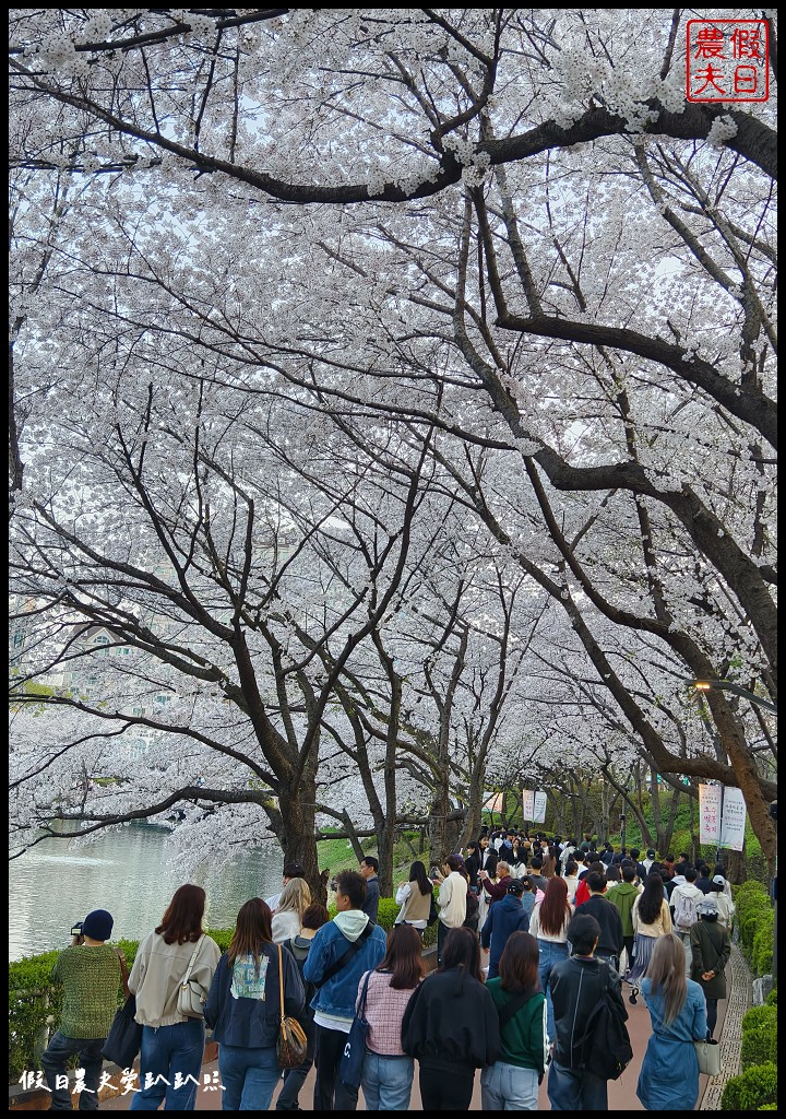 水原古華城賞櫻樂天湖水櫻花祭一日遊|華城行宮×燒烤午餐×水原櫻花名所×石村湖夜櫻 @假日農夫愛趴趴照