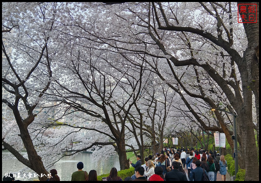 水原古華城賞櫻樂天湖水櫻花祭一日遊|華城行宮×燒烤午餐×水原櫻花名所×石村湖夜櫻 @假日農夫愛趴趴照