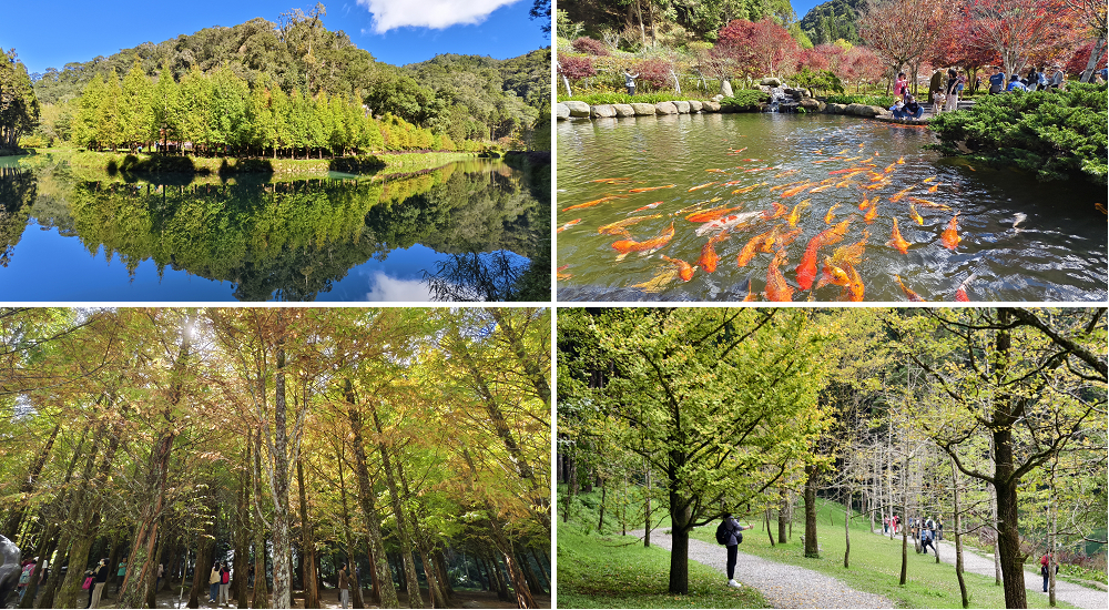 【南投景點】鹿谷鳳凰自然教育園區(台大茶園)河津櫻季．浪漫的櫻花隧道/一日遊/ @假日農夫愛趴趴照