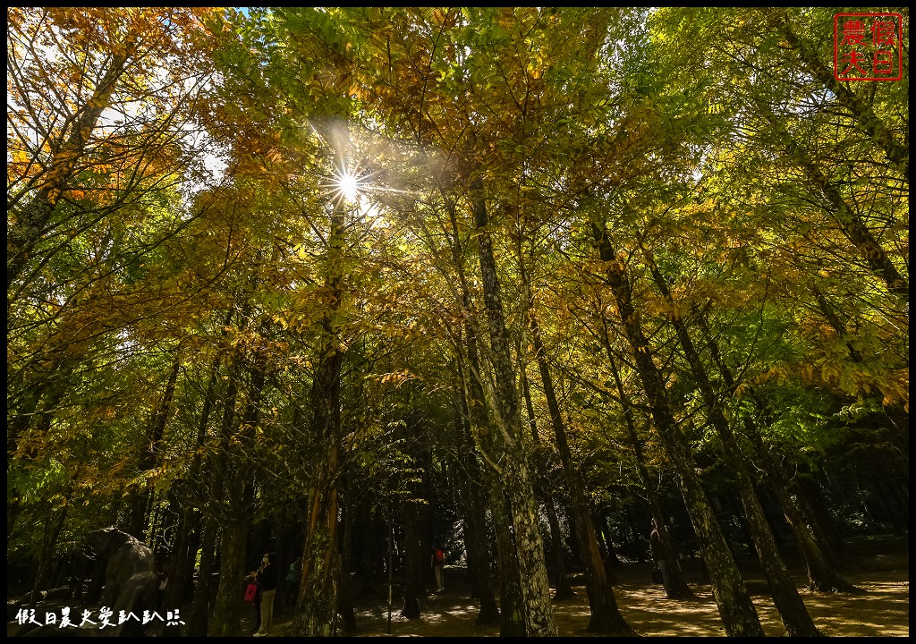 杉林溪森林生態渡假園區|全台最美銀杏湖．水杉紫葉槭進入最佳觀賞期 @假日農夫愛趴趴照