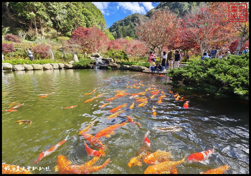 杉林溪森林生態渡假園區|全台最美銀杏湖．水杉紫葉槭進入最佳觀賞期 @假日農夫愛趴趴照