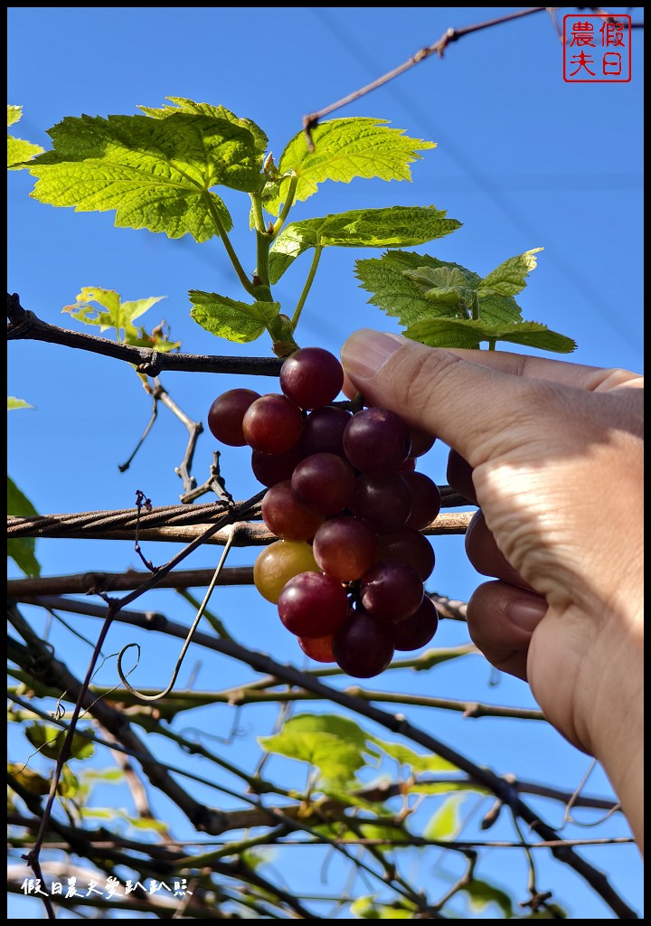 2024水流東好Chill紅酒嘉年華|樹生休閒酒莊．品酒下午茶、花果微醺熱紅酒 @假日農夫愛趴趴照