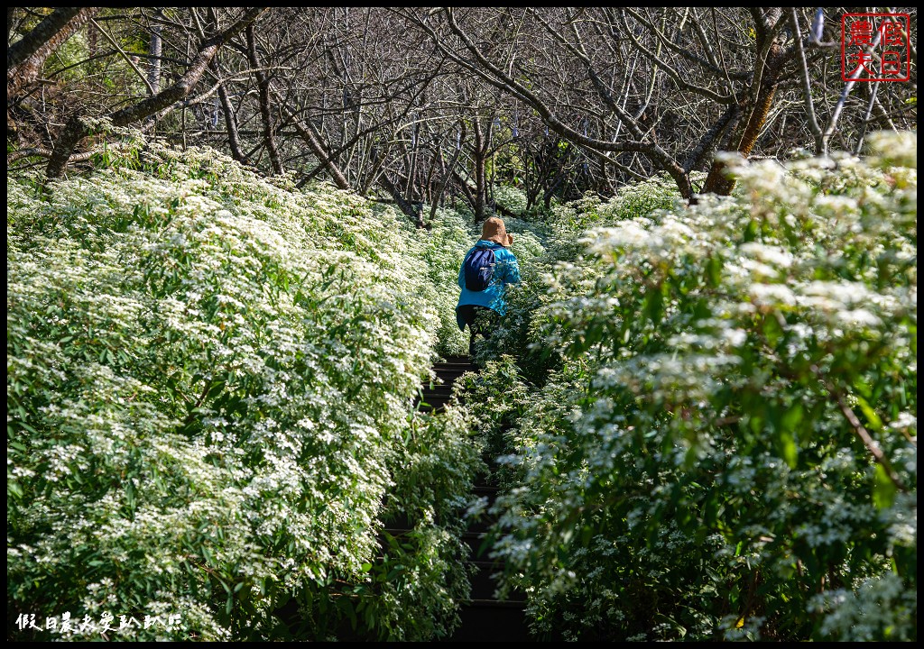 台中景點|沐心泉休閒農場．黃金楓隧道與白雪木的浪漫大道 @假日農夫愛趴趴照