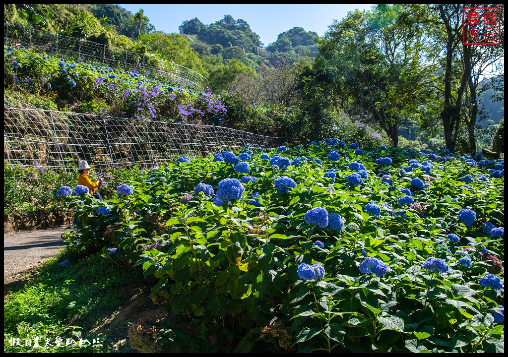 台中景點|沐心泉休閒農場．黃金楓隧道與白雪木的浪漫大道 @假日農夫愛趴趴照