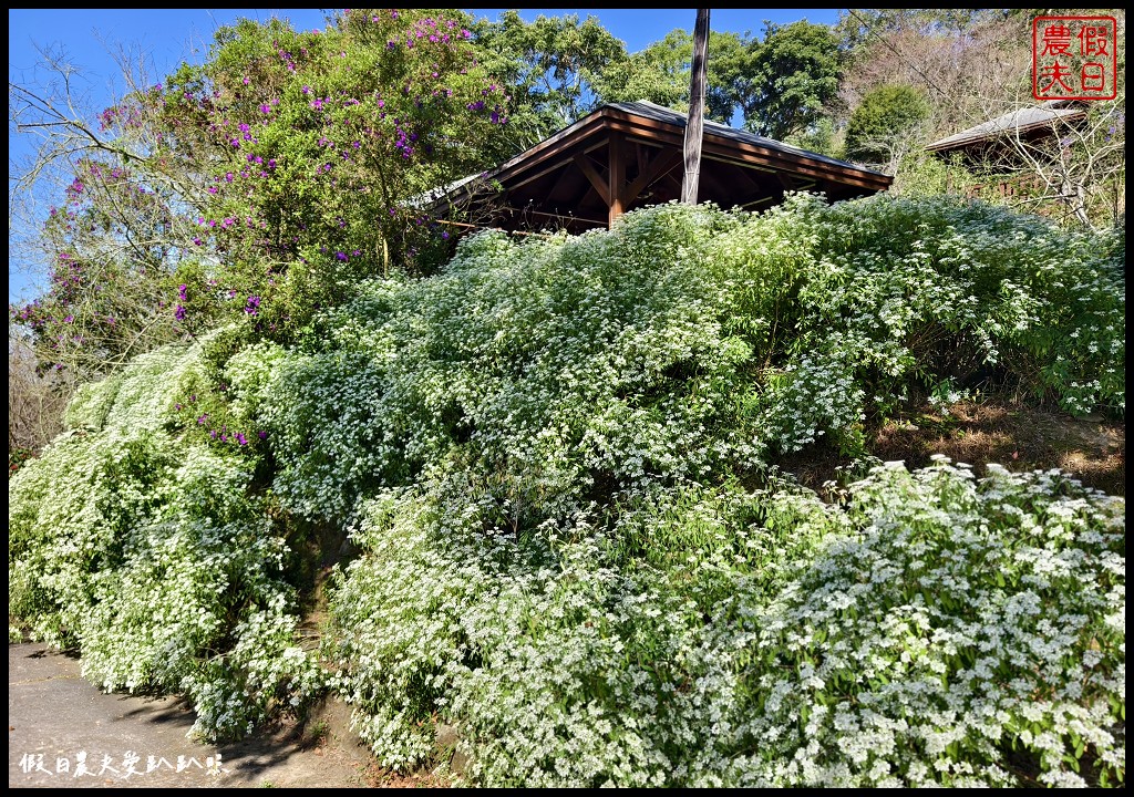 台中景點|沐心泉休閒農場．黃金楓隧道與白雪木的浪漫大道 @假日農夫愛趴趴照