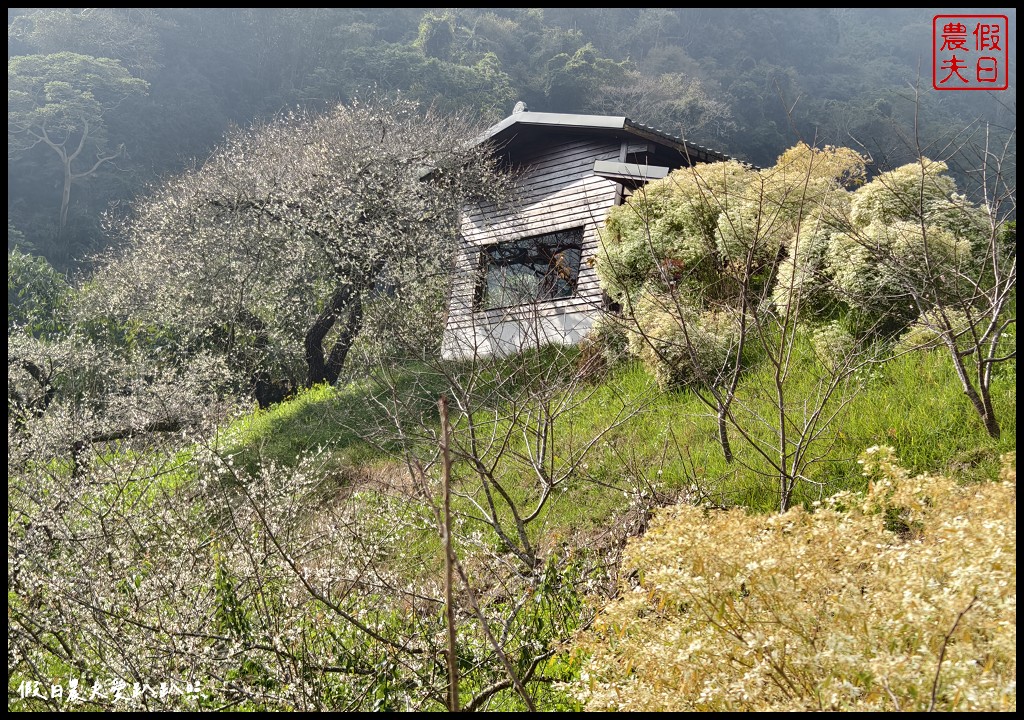 南投賞梅秘境|牛稠坑驛站．台版琉璃光院猶如一幅畫框更像是天空之鏡 @假日農夫愛趴趴照