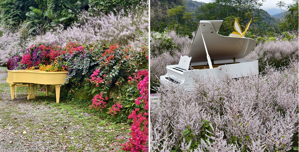 南投景點|中寮溪畔秘境．銅板價入園拍麝香木粉紅迷宮與戶外鋼琴